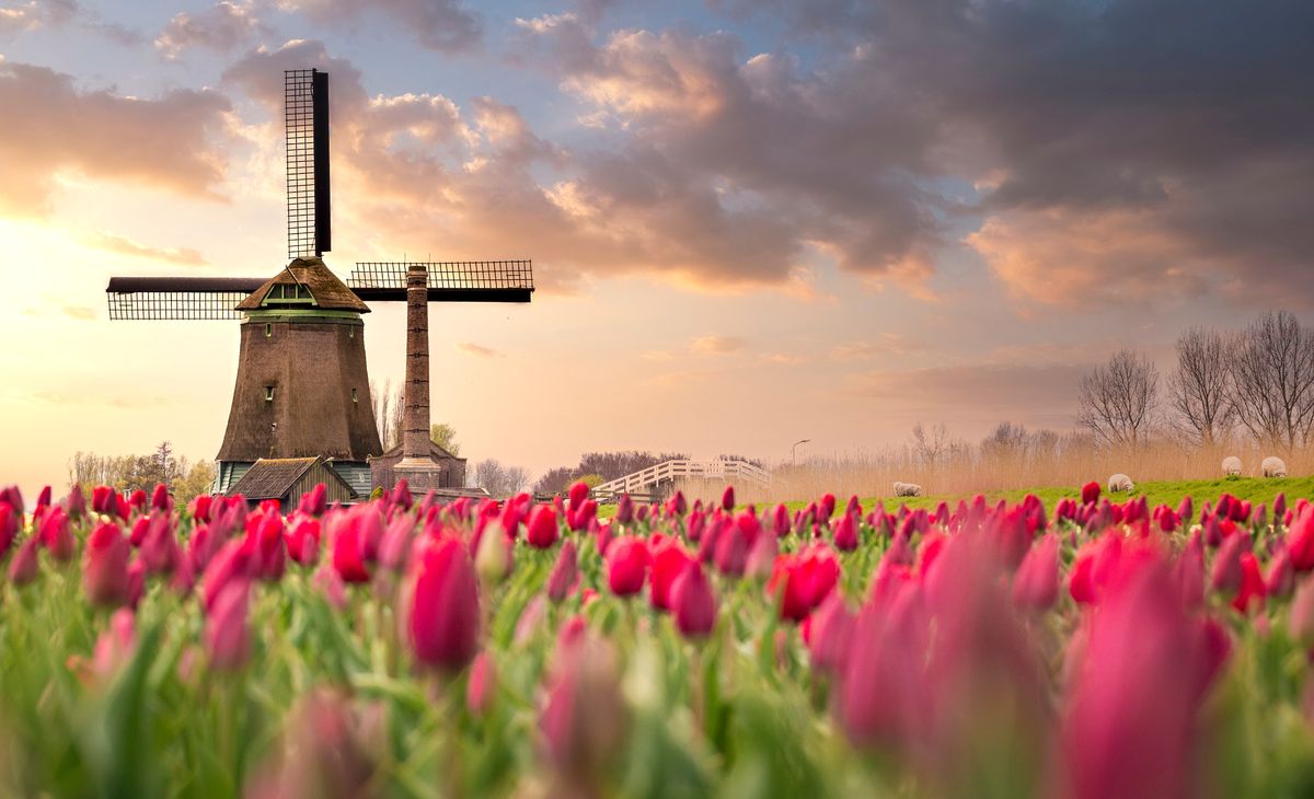 Croisière des tulipes, Hollande